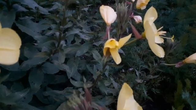 ДЕРЕВЕНСКИЕ ЗАРИСОВКИ , Влог - 6 часть смотреть онлайн