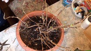 Достаем крупнолистные гортензии из хранилища и пробуждаем . Санитарная обрезка.