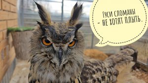 Сова Ёль намочила лицевой кружок и манипулирует гусями. Пёс Кубик опять врывается в совешню