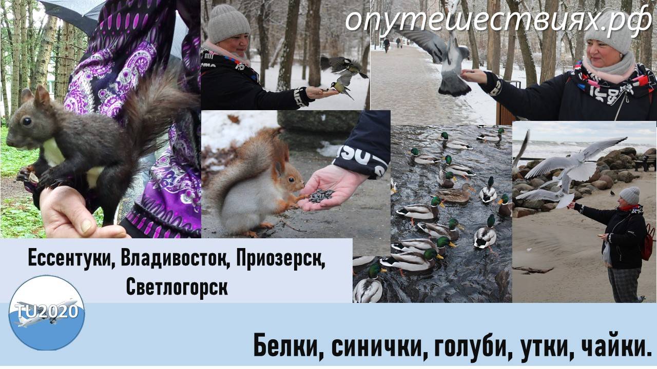 Ручные белки и птицы смотреть онлайн