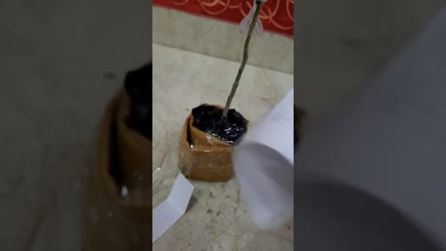 Dekopon orange sumo orange live plant смотреть онлайн