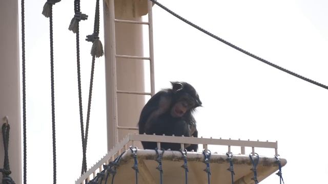 Gorilla Girl Raised by Humans is Curious about Chimp Girl | The Shabani Group смотреть онлайн