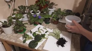 Как рассадить разросшуюся фиалку?