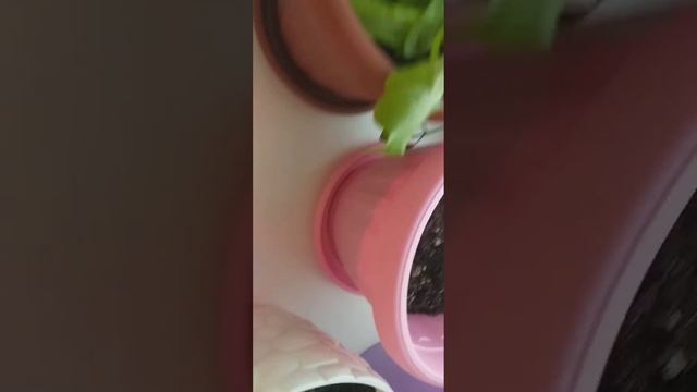 огород на балконе 21 октября 2020г смотреть онлайн