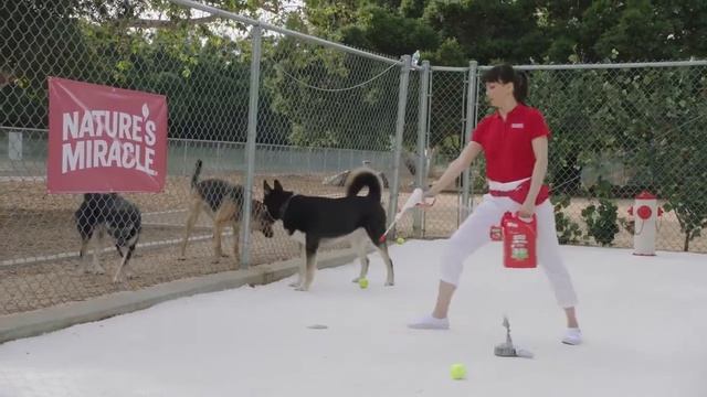 Nature's Miracle Выгул в парке 720p смотреть онлайн