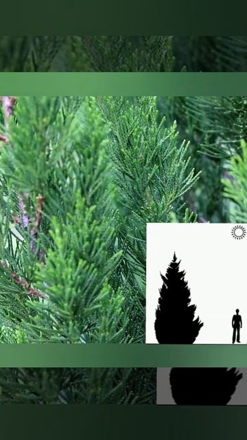 Можжевельник китайский Спартан "Spartan" смотреть онлайн