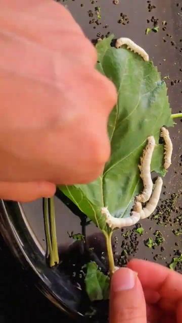☝️Time Lapse Of Leaf Eating By Silkworms смотреть онлайн