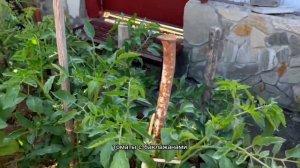 Баклажаны и томаты на одной грядке