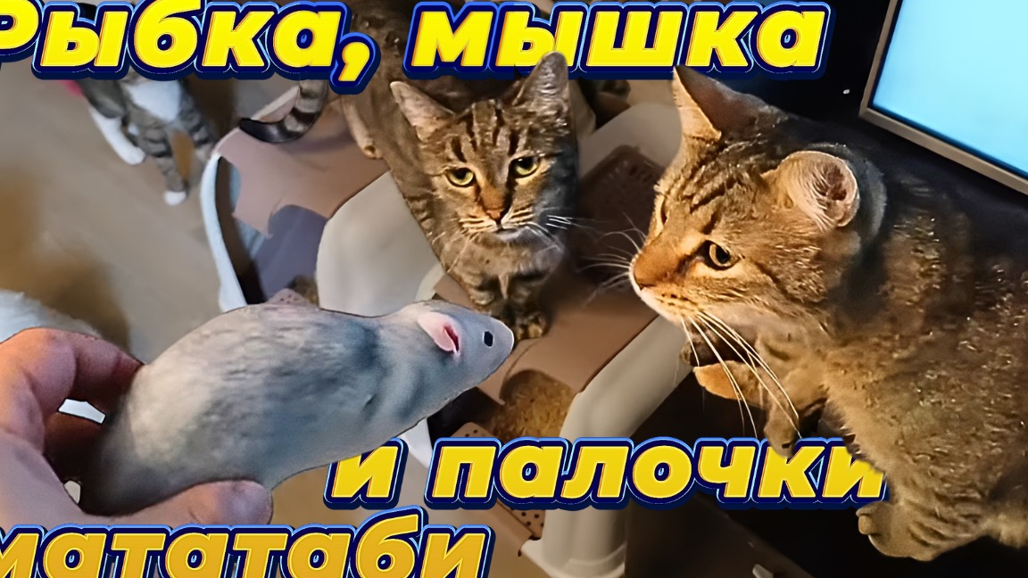 Рыбка , мышка и палочки мататаби. смотреть онлайн