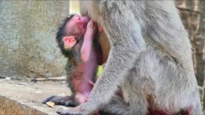 Первое кормление новорожденного детеныша макаки   1000039033.mp4