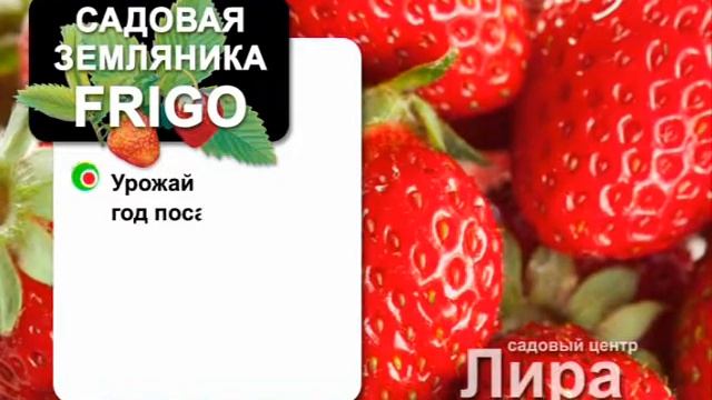 Телеоткрытка Садовый центр Лира - земляника ФРИГО / Lira Frigo смотреть онлайн