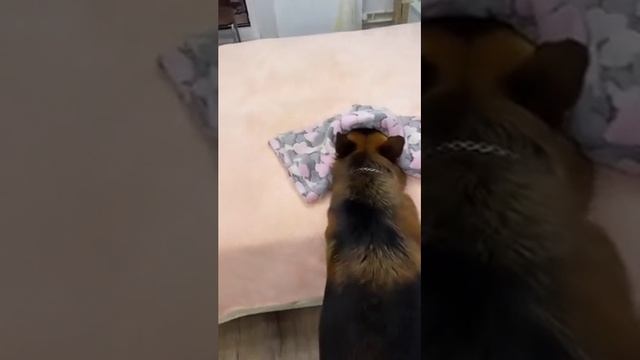 Прятки 😄 смотреть онлайн