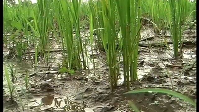 Managing Soil Fertility for Healthy Rice video in Dagaari language смотреть онлайн