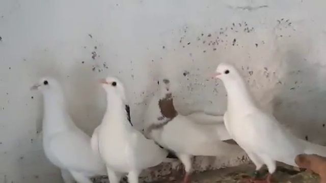 Голуби Гургена в Астрахани! смотреть онлайн