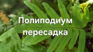 Полиподиум пересадка папоротника на новый формат