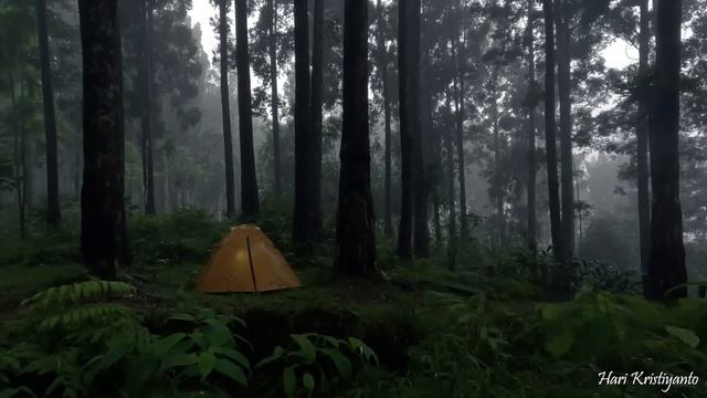 SOLO CAMPING HEAVY RAIN • TRAPPED IN HEAVY RAIN IN COZY TENT смотреть онлайн