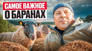 🤯 ВЫ ХОТИТЕ РАЗВОДИТЬ БАРАНОВ?! Тогда смотрите ЭТО🐑🐑🐑 #моеподворье