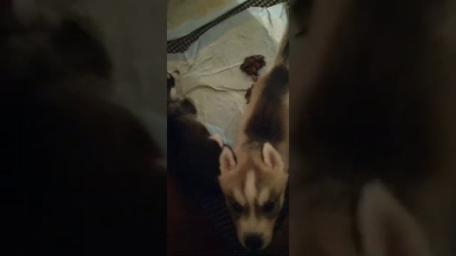 Куча куч смотреть онлайн