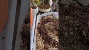 Fockea edulis-Пересадка Каудексной Красавицы 😍