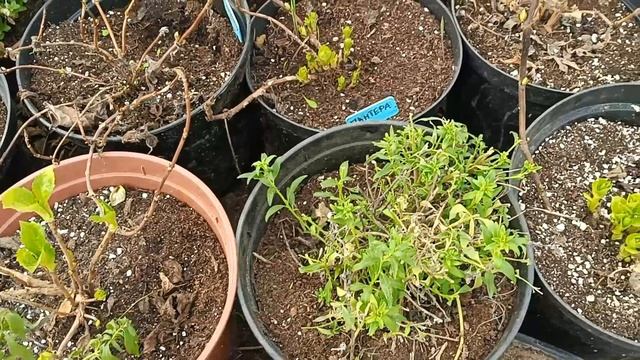 Как перезимовали мои гортензии, нимфеи и львиный зев #растения #сад #нимфеи #гортензии #львиныйзев смотреть онлайн