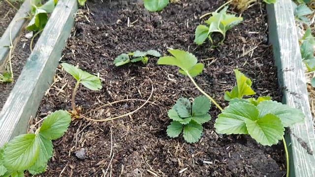 Cascading Strawberry Bed (August 2018) смотреть онлайн