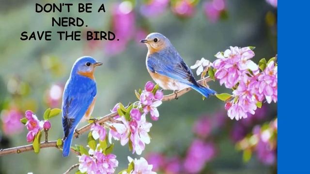 PPT on Save Birds - SAS, Ahmedabad. смотреть онлайн