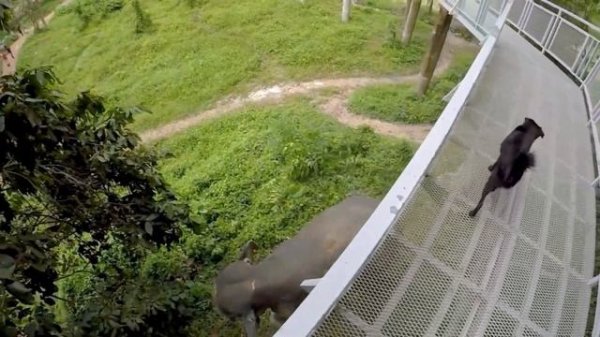 Green elephant sanctuary park, Phuket