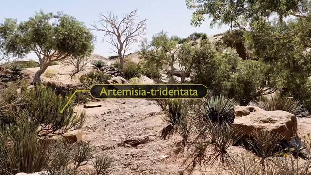 botaniq 6.8 | High & Dry | Desert Environment Blender смотреть онлайн