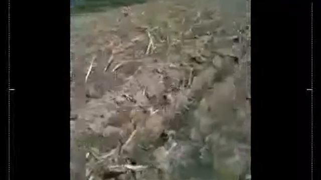 Мой мосина смотреть онлайн