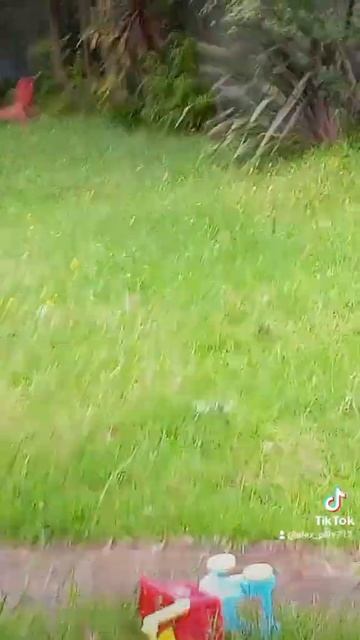 Bush Turkey Кустарниковая индейка смотреть онлайн