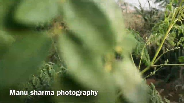 Megical Plant Moringa s Use for horses and live stock смотреть онлайн