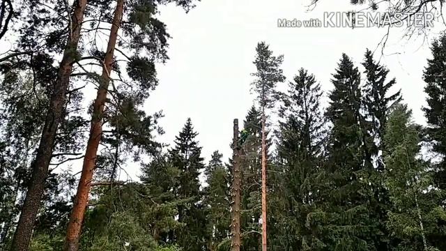 Работа арбориста. Пилим огромную ель. Tree Removal. Arborists
