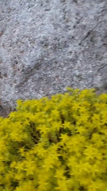 Моя альпийская горка вечером # Mein Steinbeet am Abend... смотреть онлайн