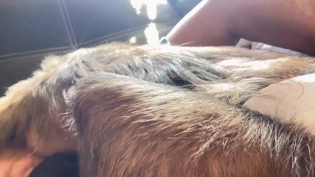 Capuchin Monkey Grooming His Pet Human смотреть онлайн