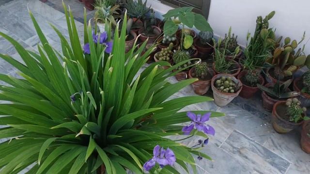Bearded iris | How to Grow and Care Iris Bulb Flowering Plant | Purple Bloom смотреть онлайн