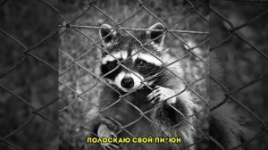 Я енотик полоскун Drill remix by YINDOO