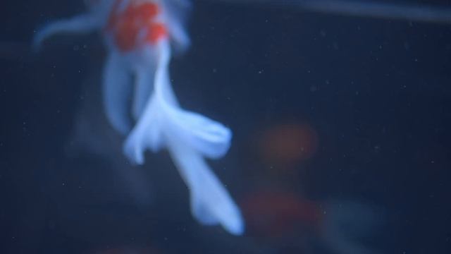 すみだ水族館(HDR / BMPCC 4K + Davinci Resolveでカラーグレーディング)