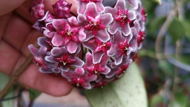 Hoya Pubicalyx Royal Hawaiian Purple And Bee.