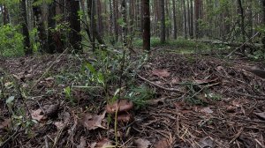 Как я нашел маслята в лесу: мой опыт успешного сбора грибов 🌲