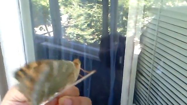 Бабочка на моём балконе... смотреть онлайн