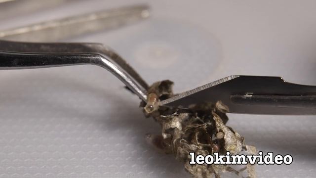 Wasp Nest BLITZEM Wasp Killer & Redback Spider Trap EDUCATIONAL VIDEO смотреть онлайн