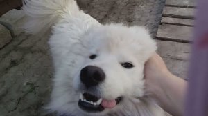 Самоед - моя любимая порода собак