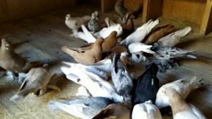 Вакцинация голубей ласотой!