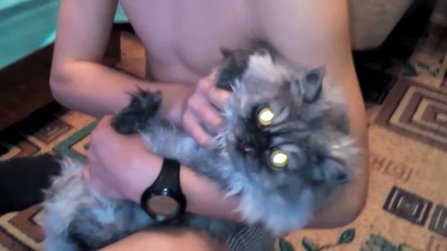 Кот погрузчик смотреть онлайн