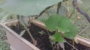 Во саду ли, в огороде.