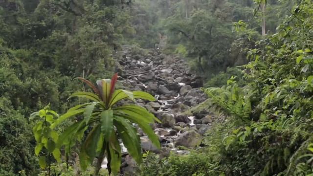 Beautiful Panorama Jungle Waterfall Nature Good Music, Relax