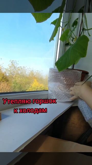 Уход за огурцом на балконе/shorts смотреть онлайн