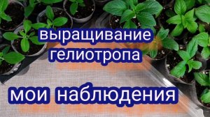 Выращивание гелиотропа. Возможные причины чёрных кончиков у листьев