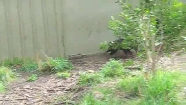 Tasmanian Devils Getting Fed смотреть онлайн
