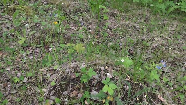 Яблоневый сад Заусайлова. Елецкий район. смотреть онлайн